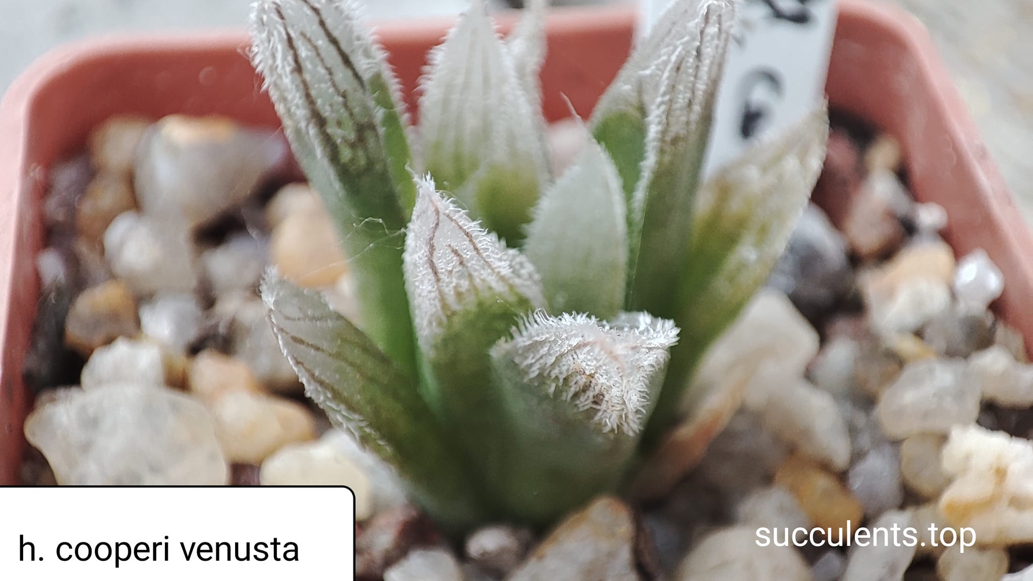 haworthia cooperi venusta