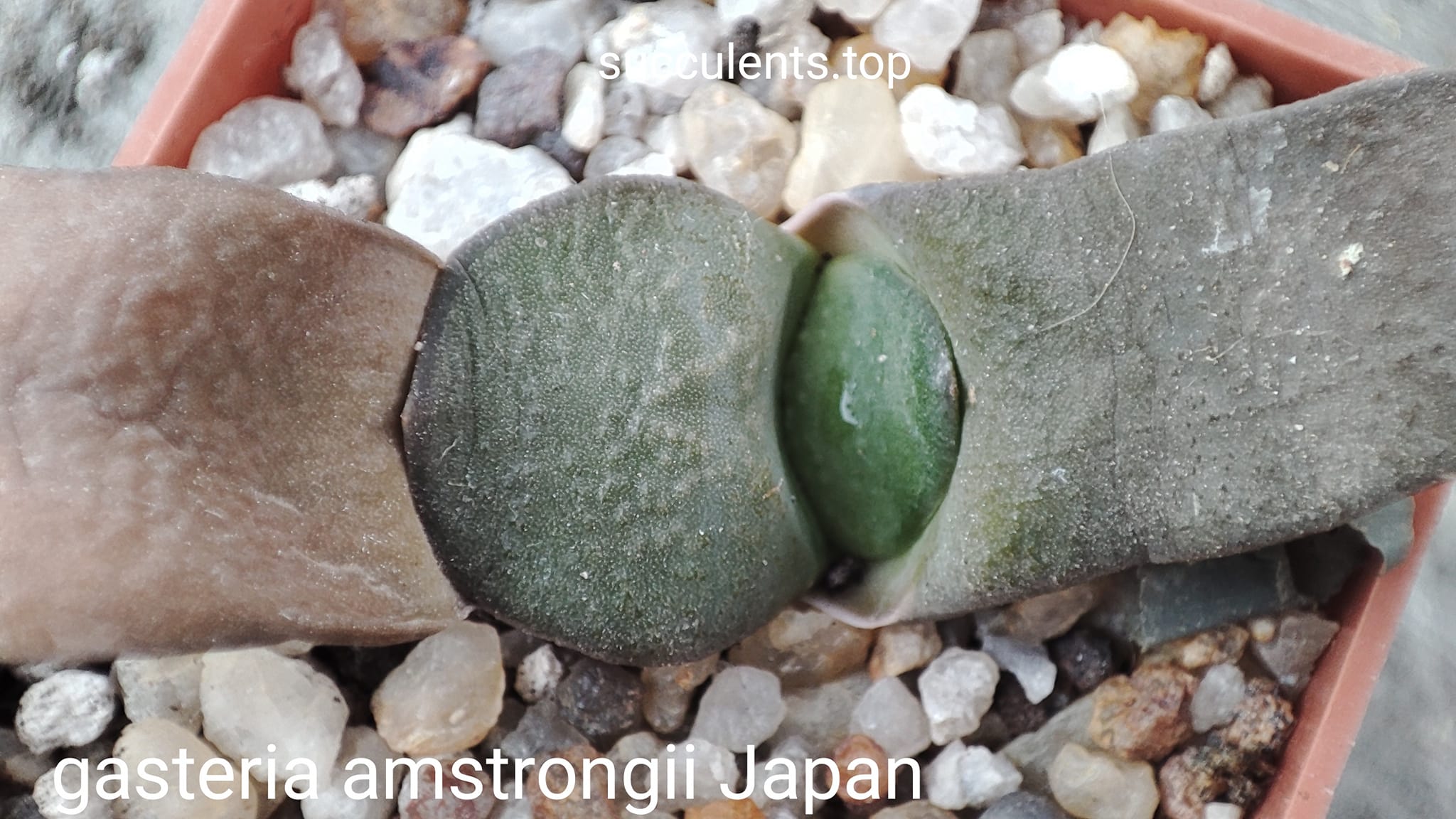 gasteria amstrongii Japan