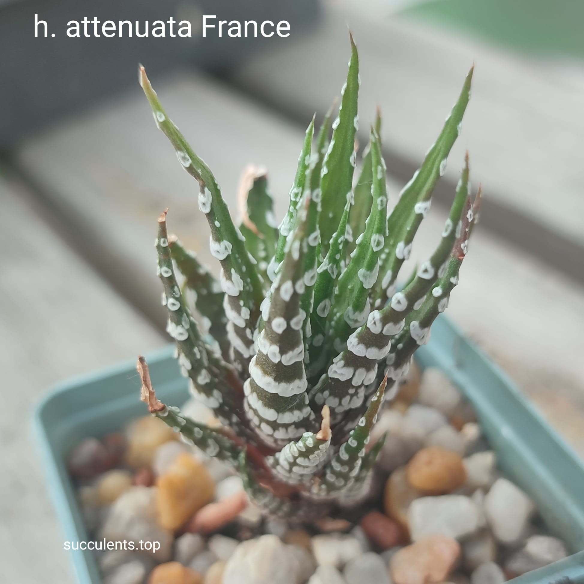 haworthia attenuata France