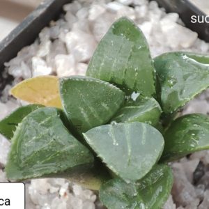 haworthia retusa v. mutica