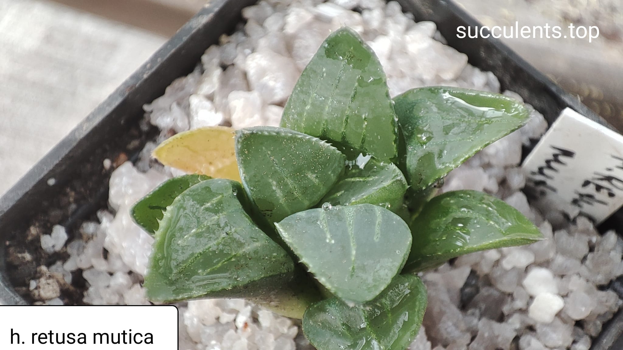 haworthia retusa v. mutica