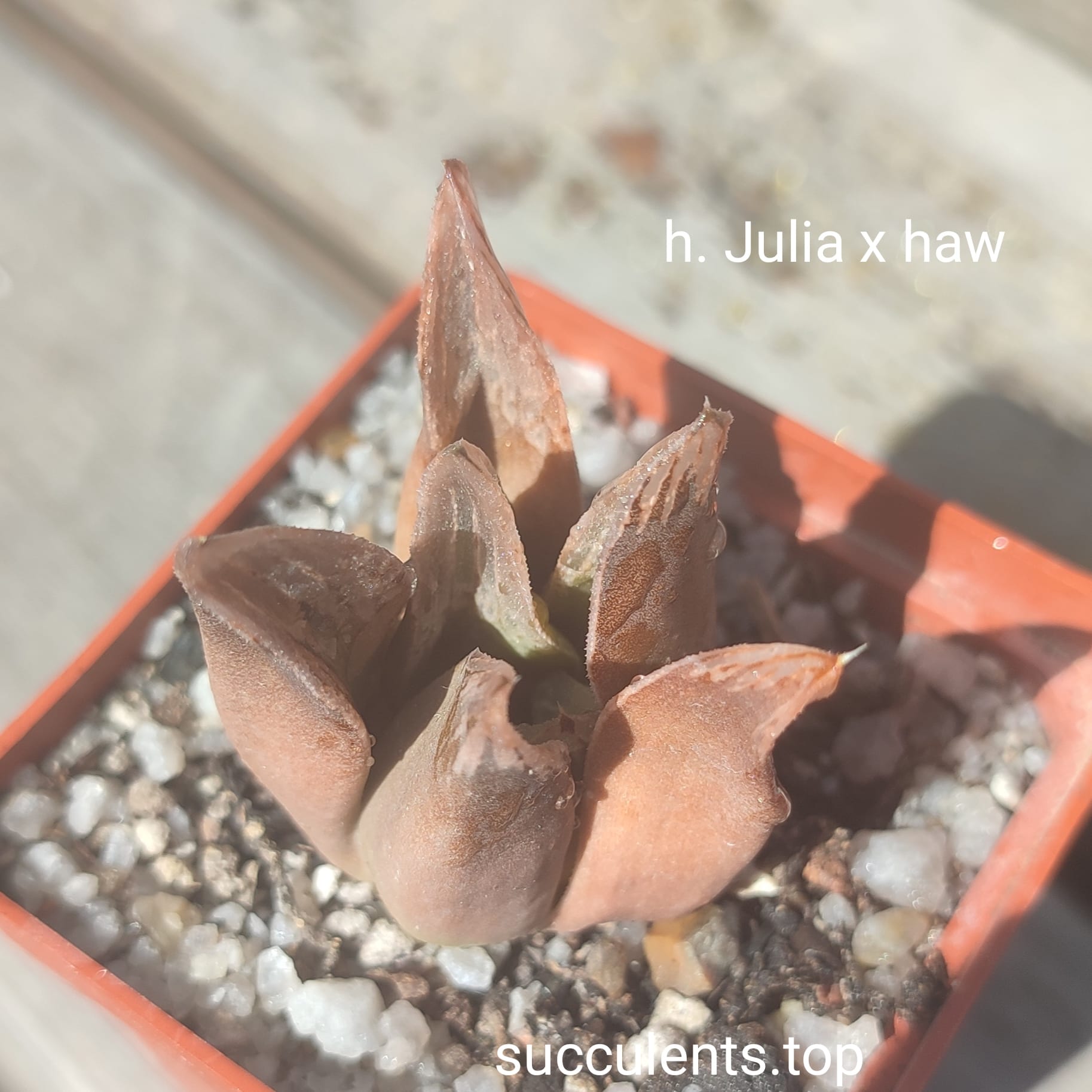 haworthia julia x haw