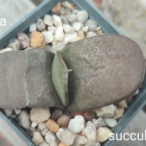 gasteria