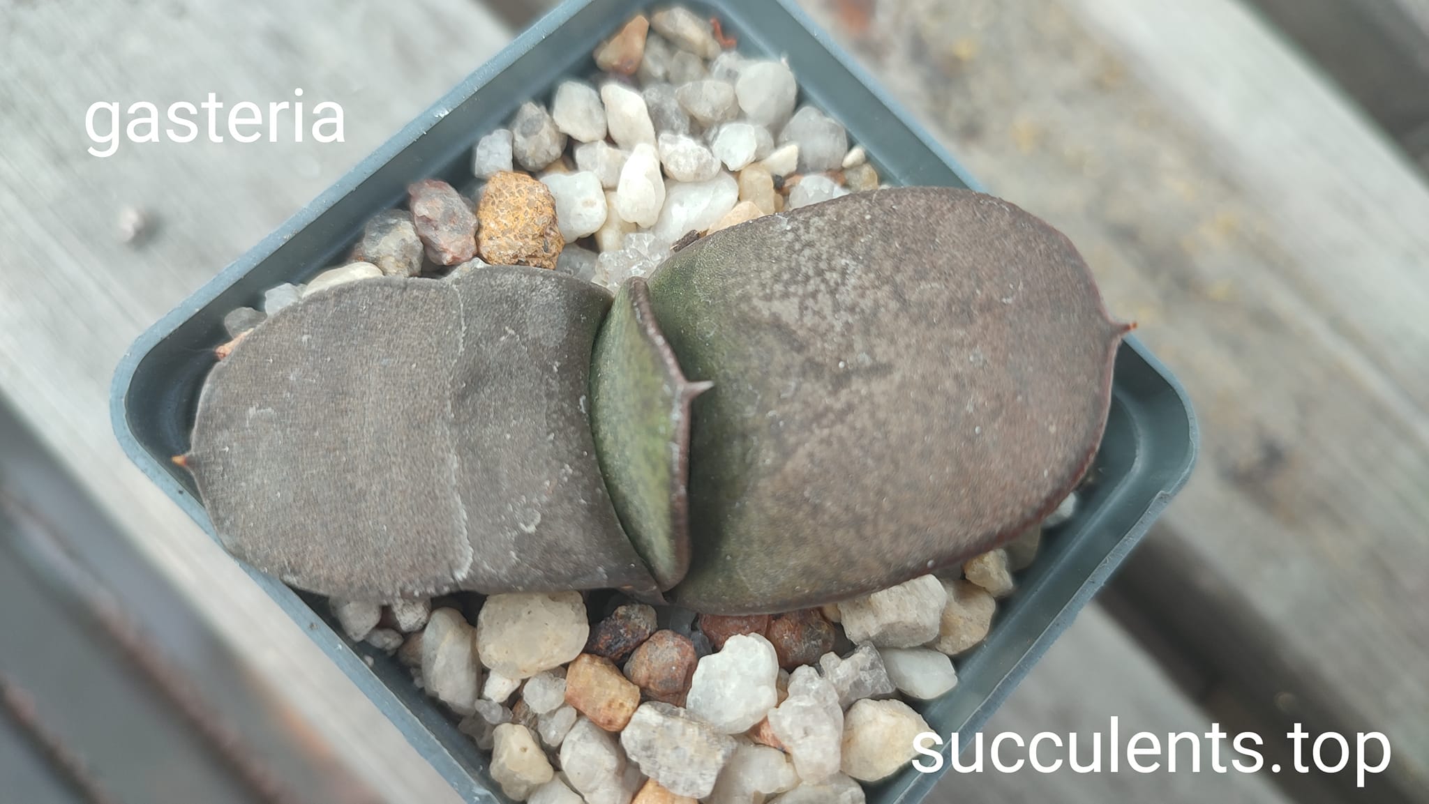 gasteria