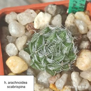 haworthia arochnoidea scabrispina