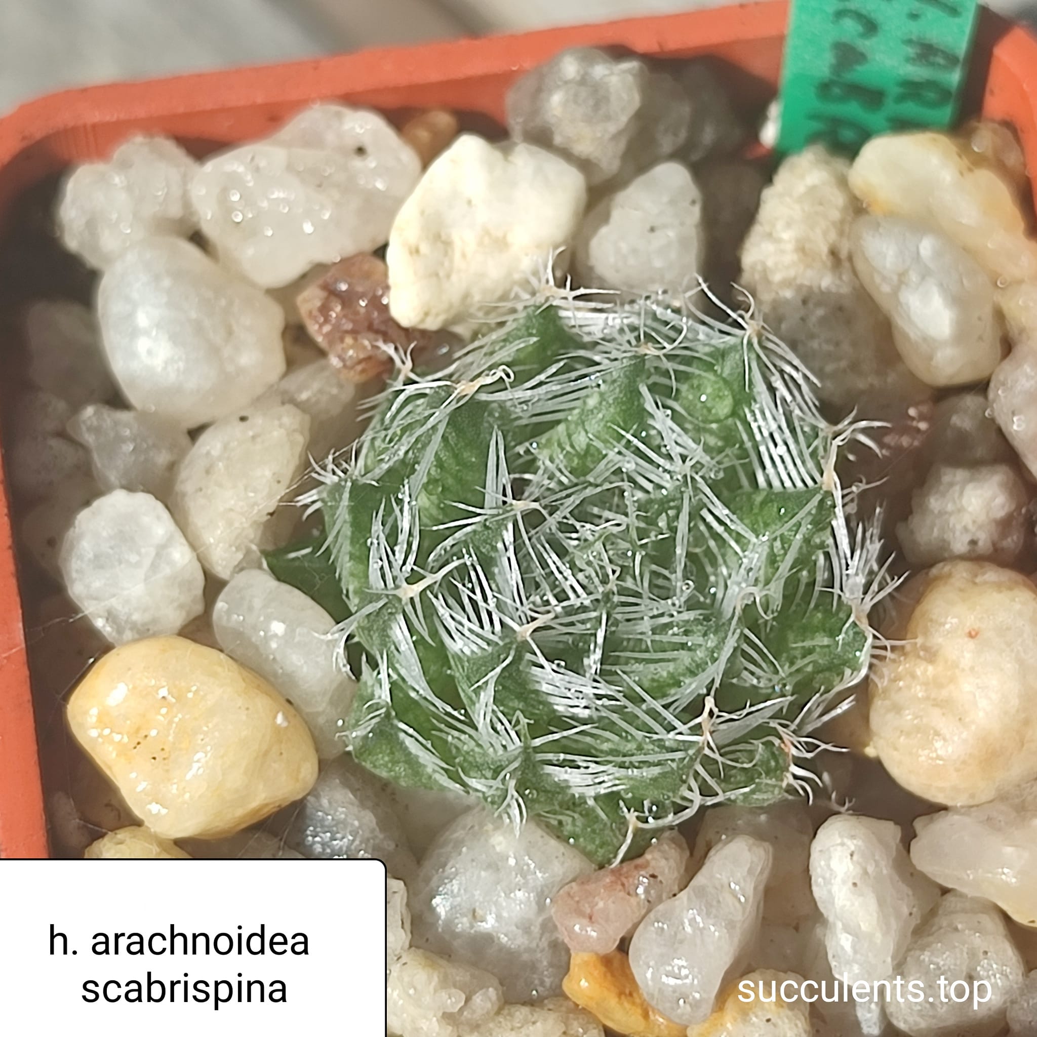 haworthia arochnoidea scabrispina