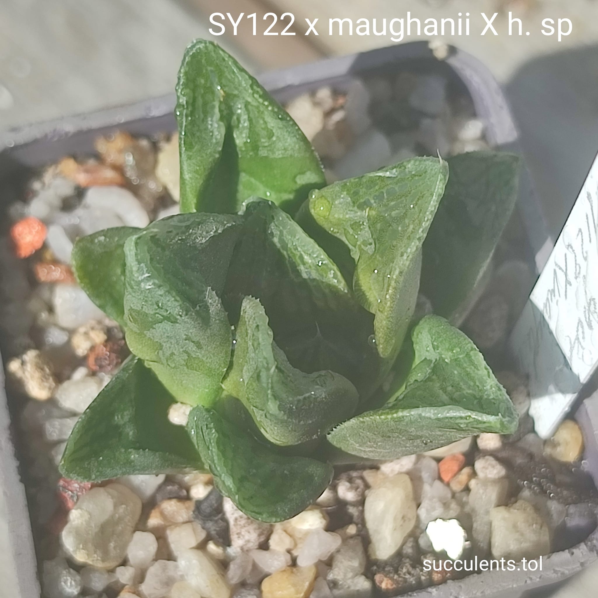 haworthia SY122 x haw
