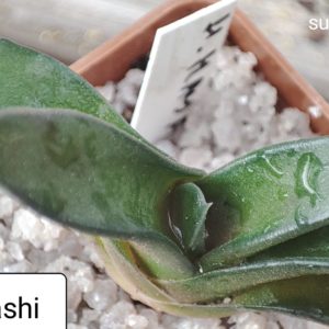haworthia Hayashi