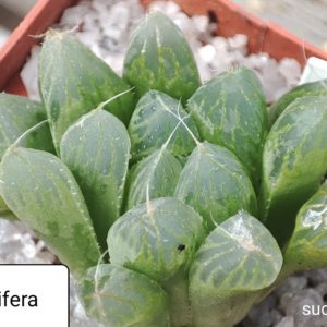 haworthia cooperi v. pilifera