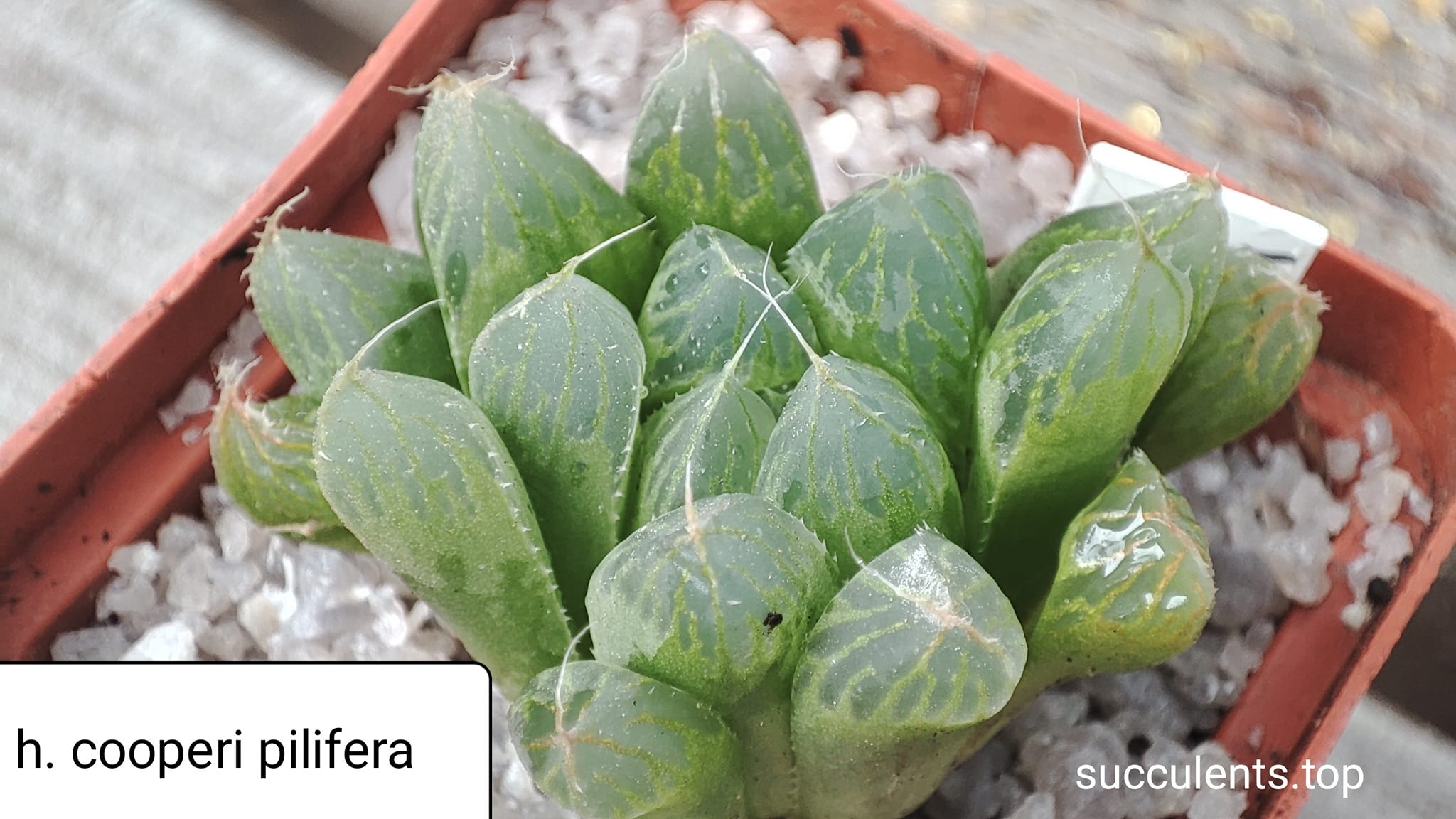 haworthia cooperi v. pilifera