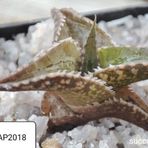 haworthia tesselata ПАР