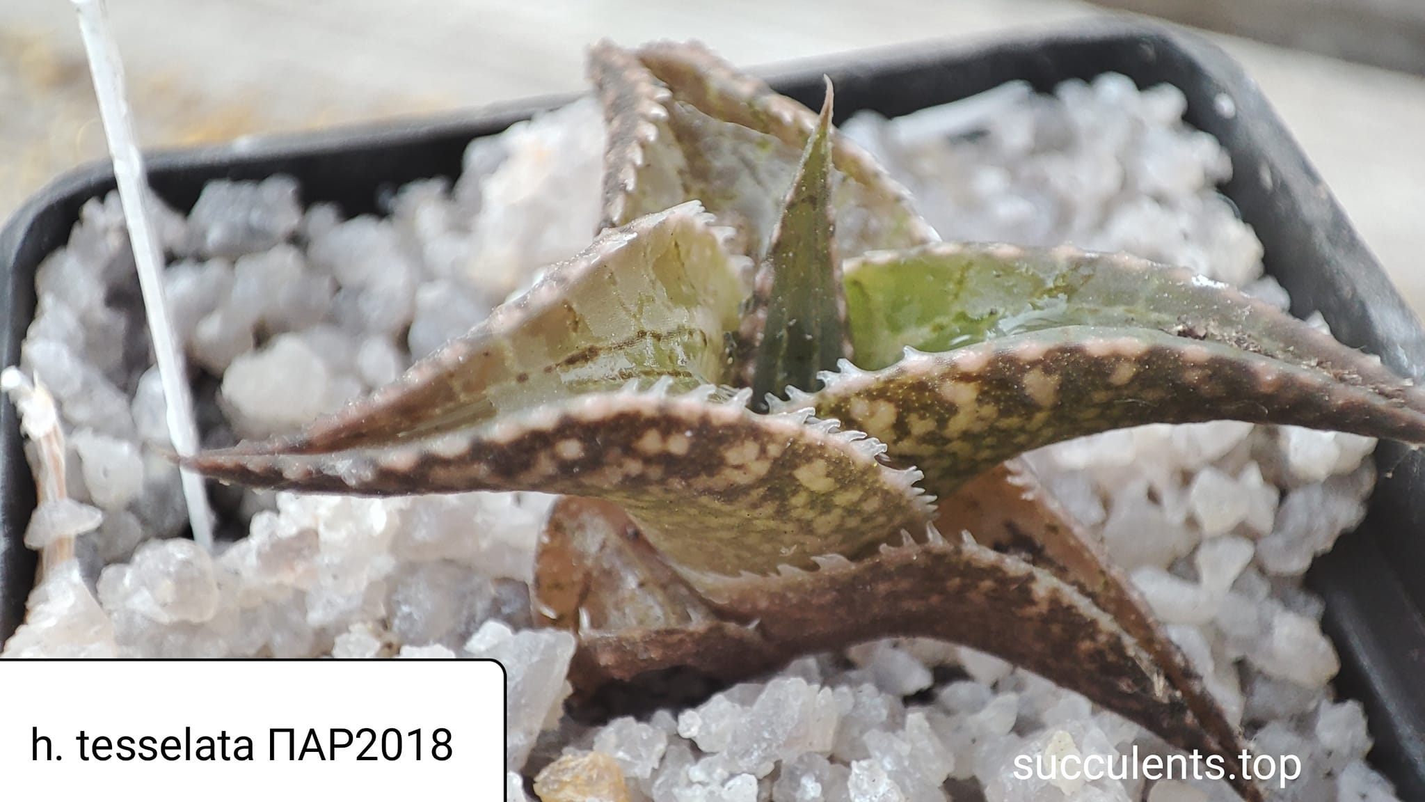 haworthia tesselata ПАР