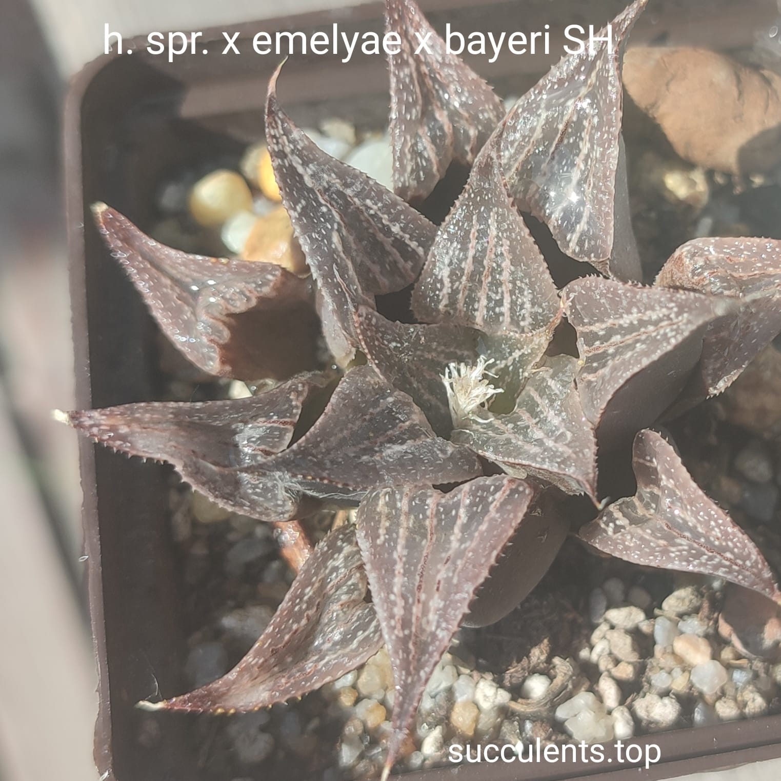 haworthia emelyae x bayeri x spr