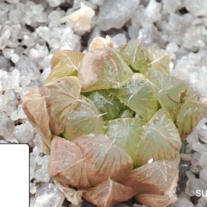 haworthia cooperi truncata