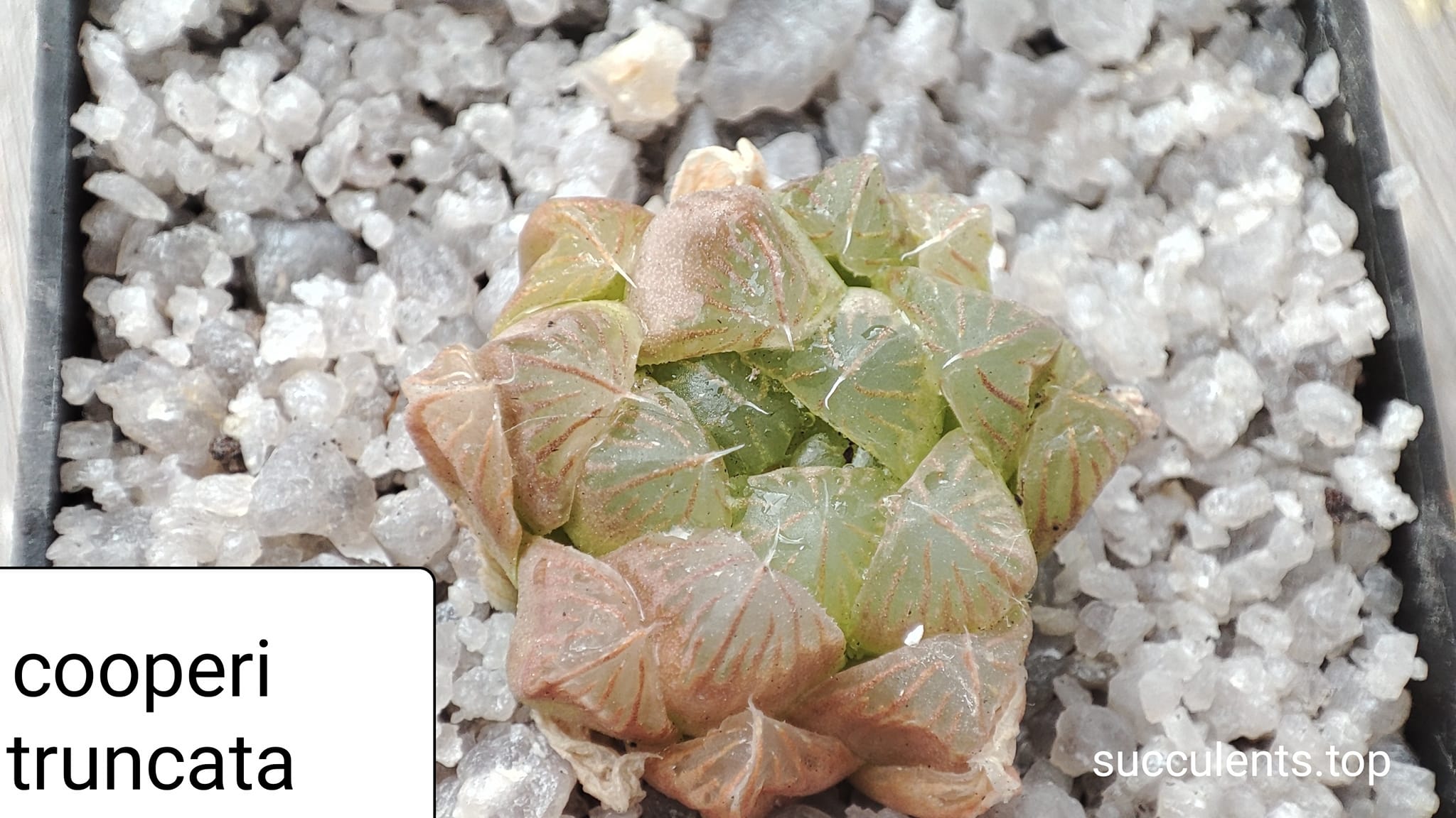 haworthia cooperi truncata