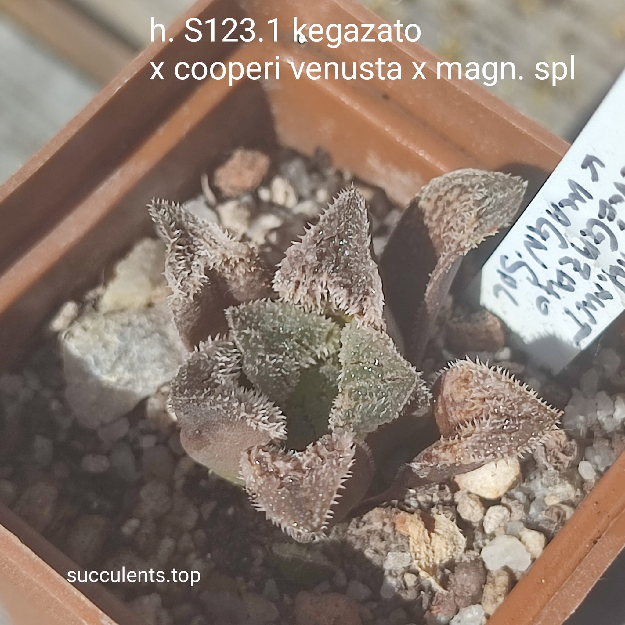 haworthia S123.1 kegazato x cooperi venusta x haw
