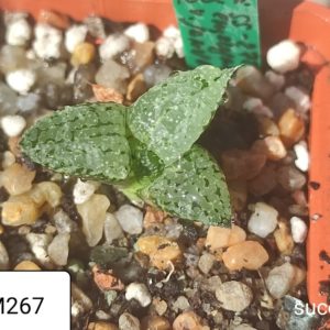 haworthia emelyae GM267