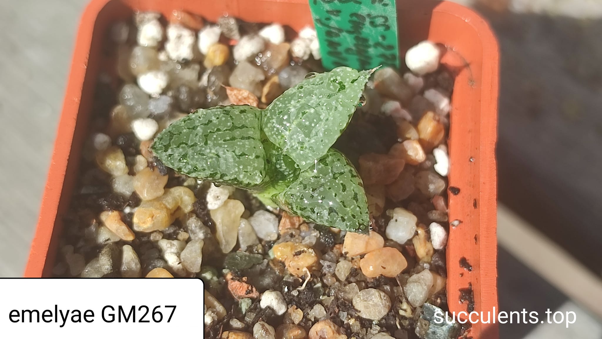haworthia emelyae GM267