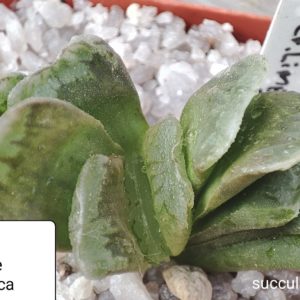 SY309 haworthia truncata lime green x magnifica