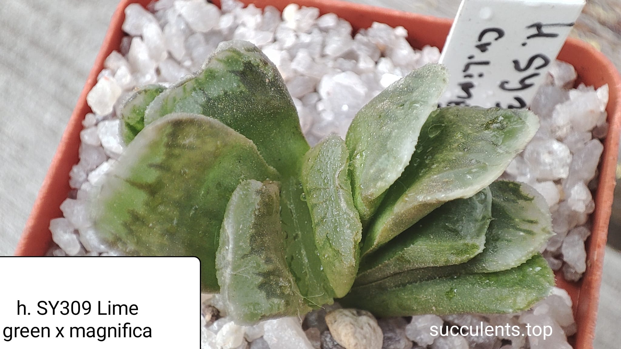 SY309 haworthia truncata lime green x magnifica