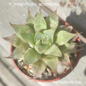 haworthia magnifica v amicunata