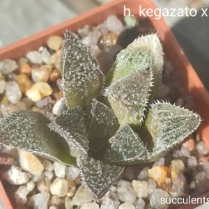 haworthia kegazato x haw