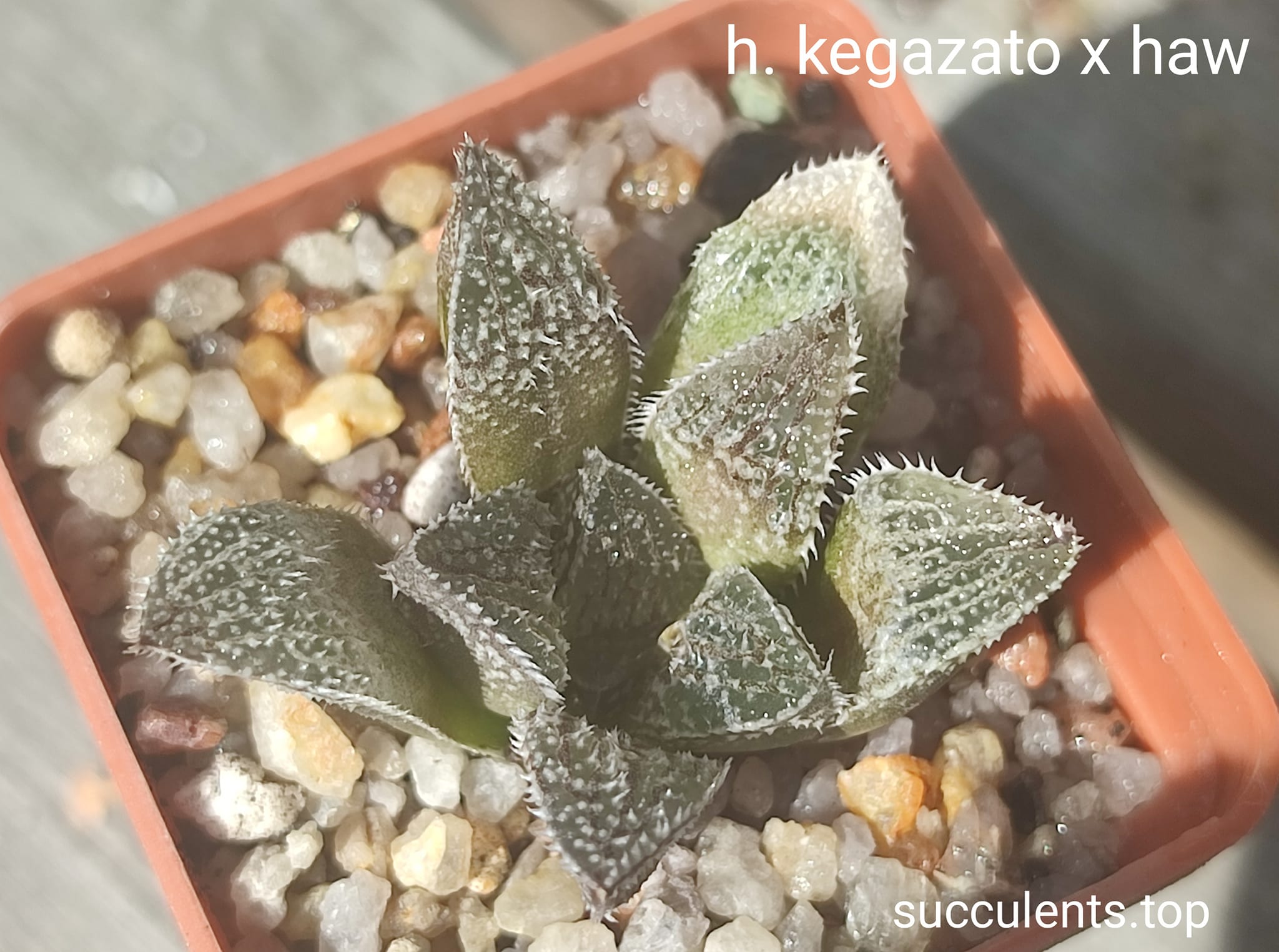 haworthia kegazato x haw