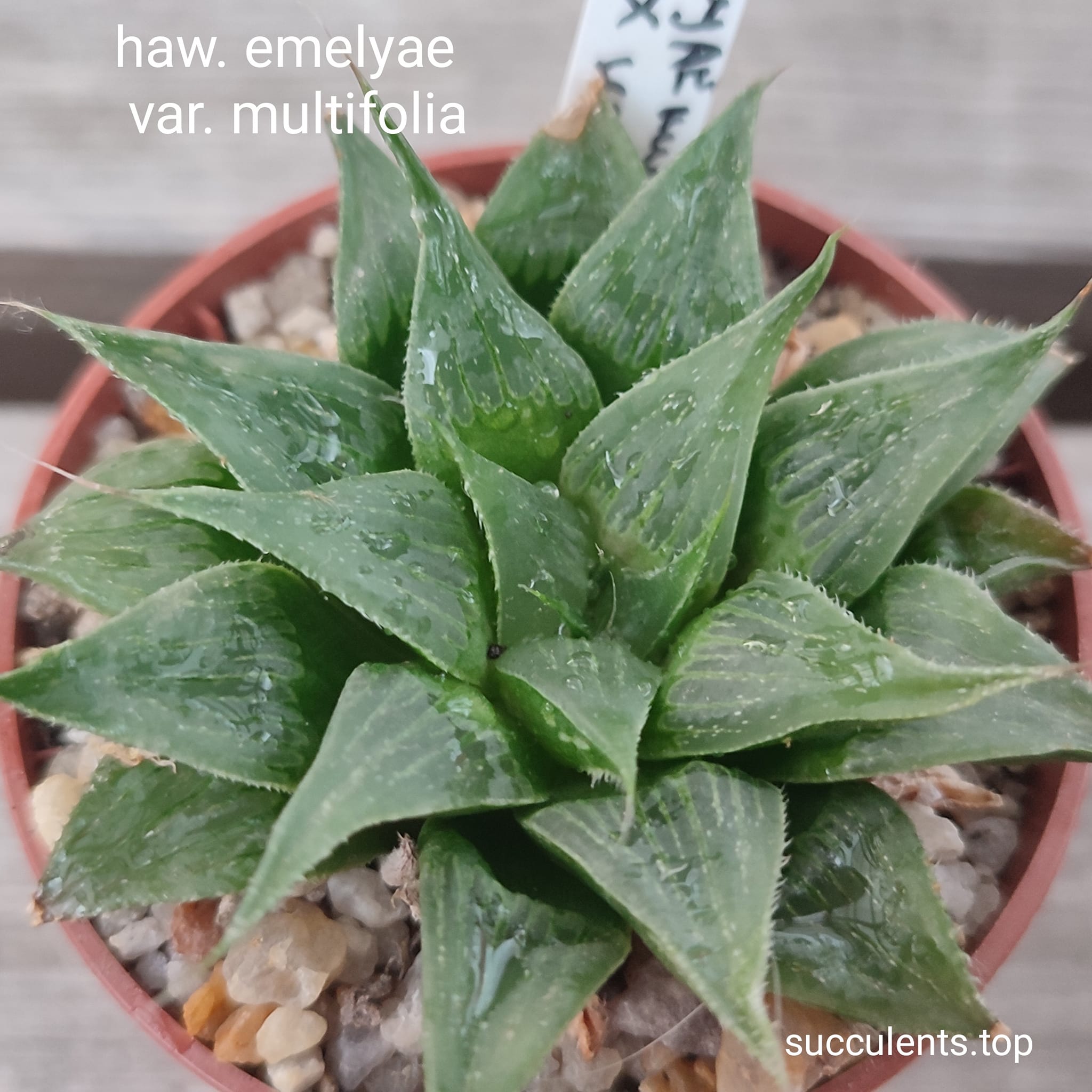 haworthia emelyae multifolia