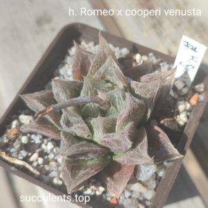 haworthia Romeo x cooperi venusta
