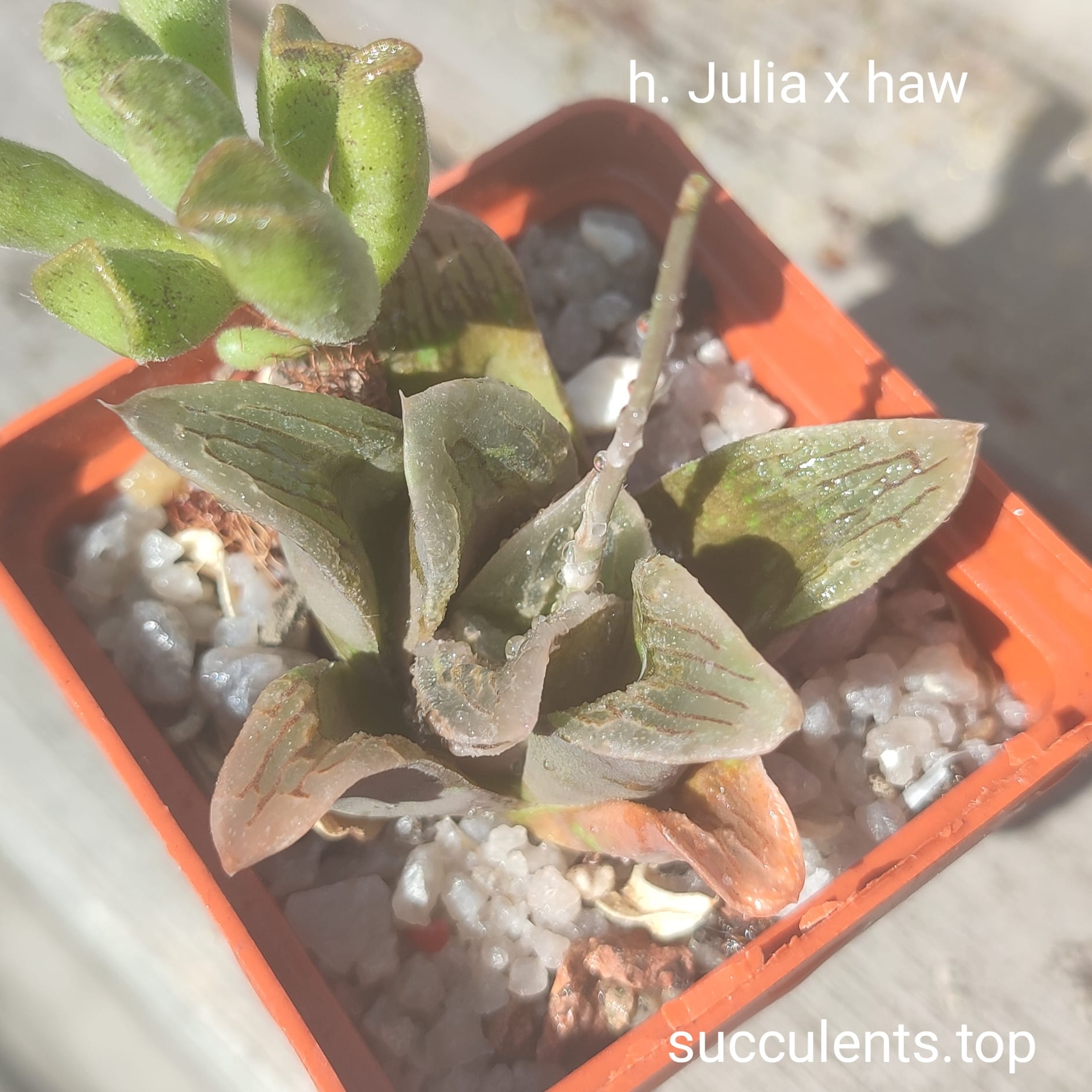 haworthia Julia x haw