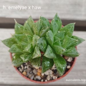 haworthia emelyae x haw