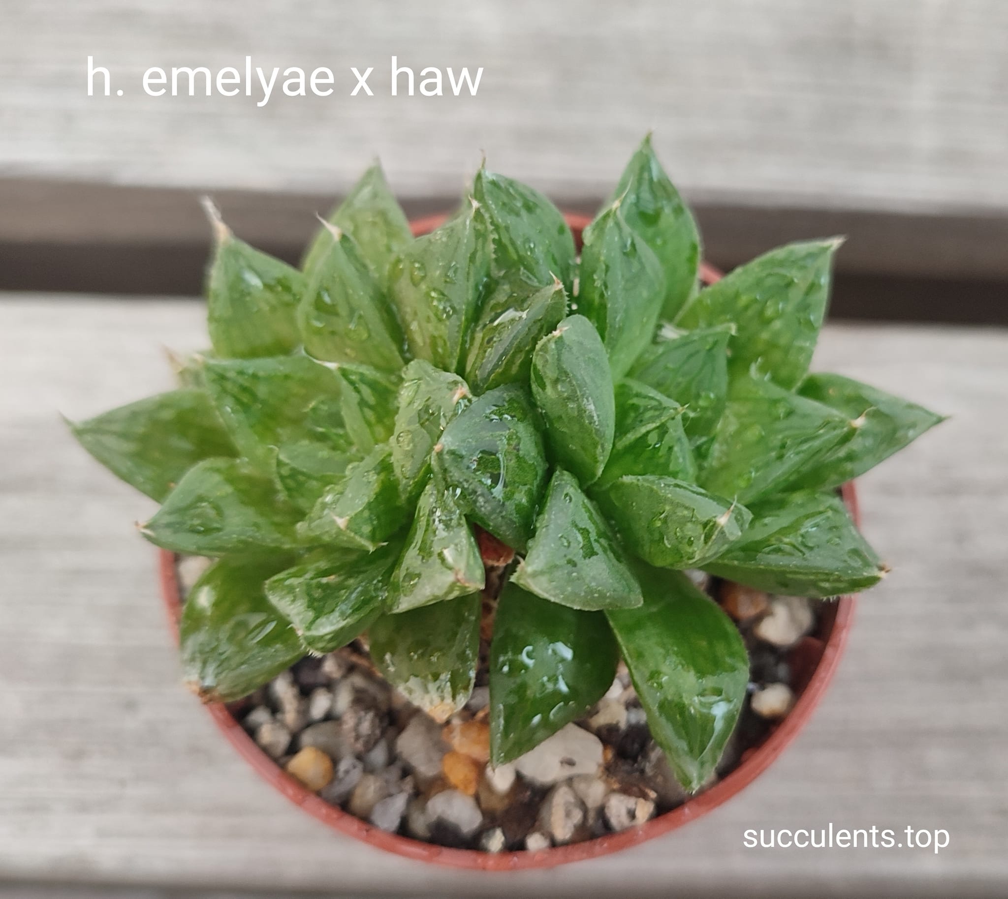 haworthia emelyae x haw