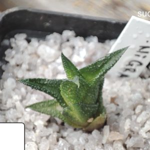 haworthia nigra