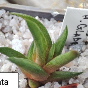 haworthia glabrata