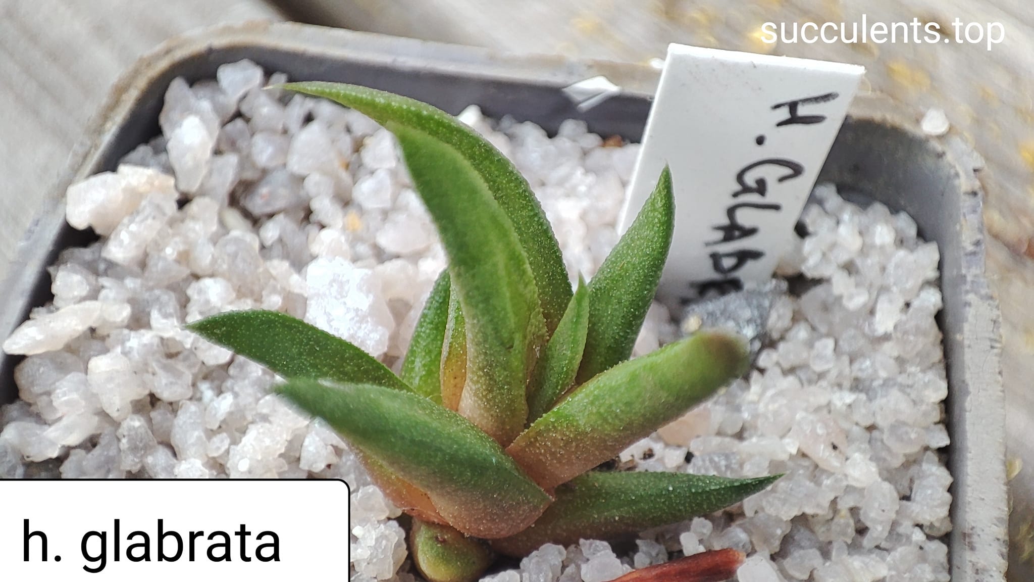 haworthia glabrata