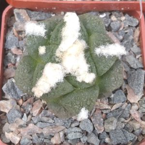 Ariocarpus cv."Godzilla" x fissuratus -s