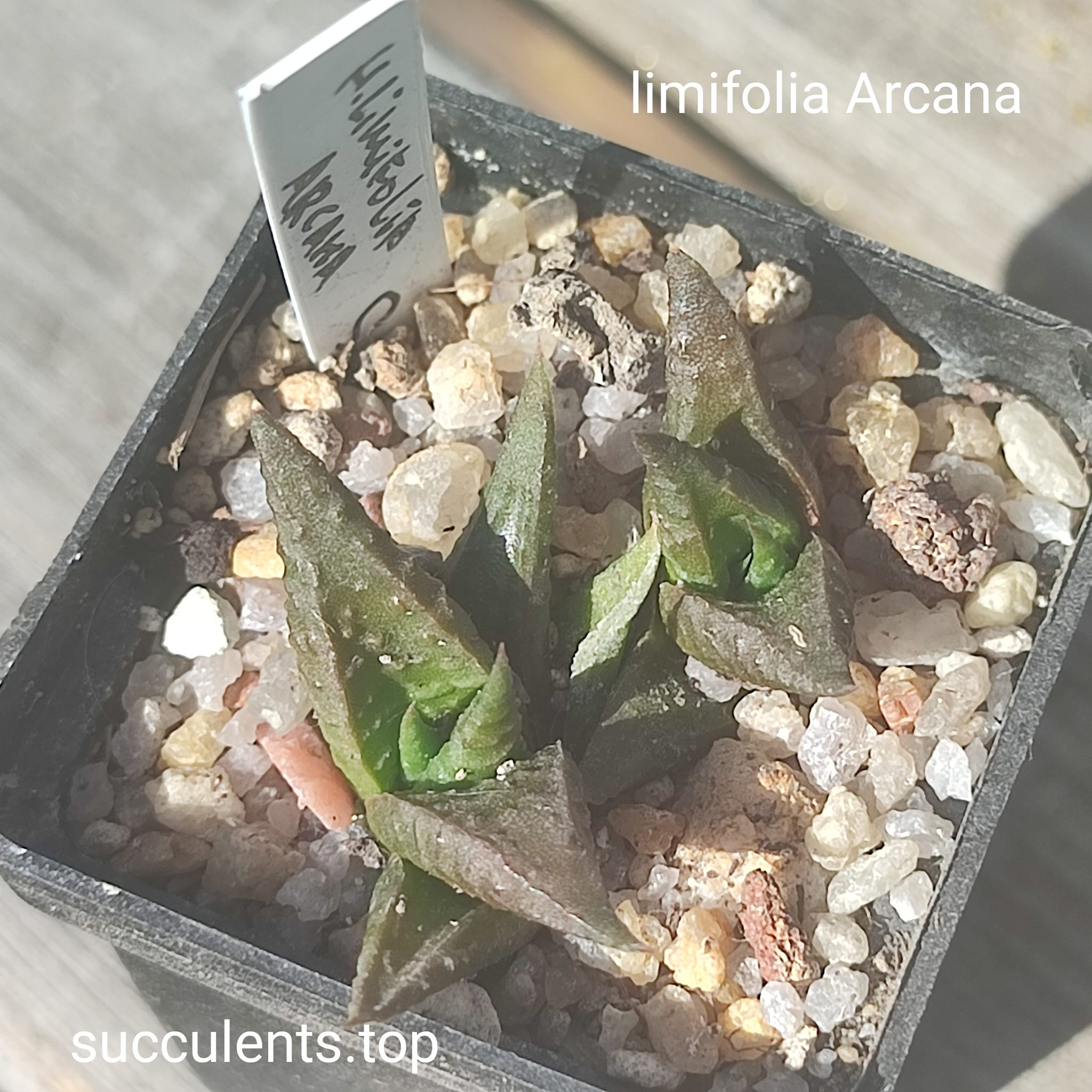 haworthia limifolia Arcana ціна за одну рослину