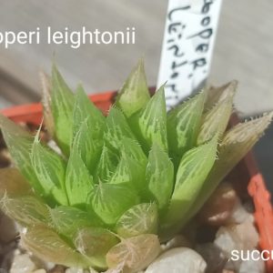 haworthia cooperi leightonii