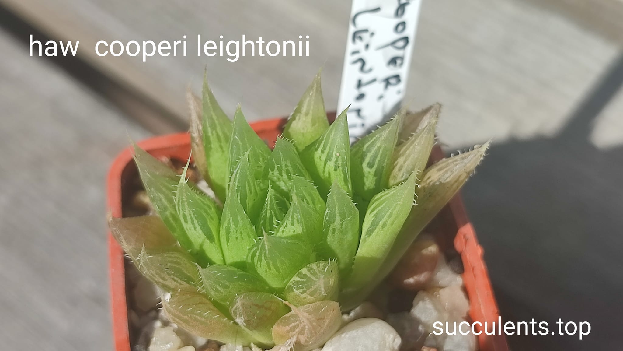 haworthia cooperi leightonii