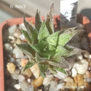 haworthia Nor3