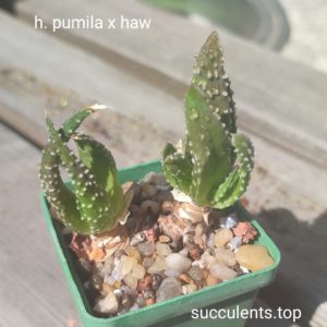 haworthia pumila x haw
