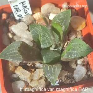 hawirthia magnifica var. magnifica