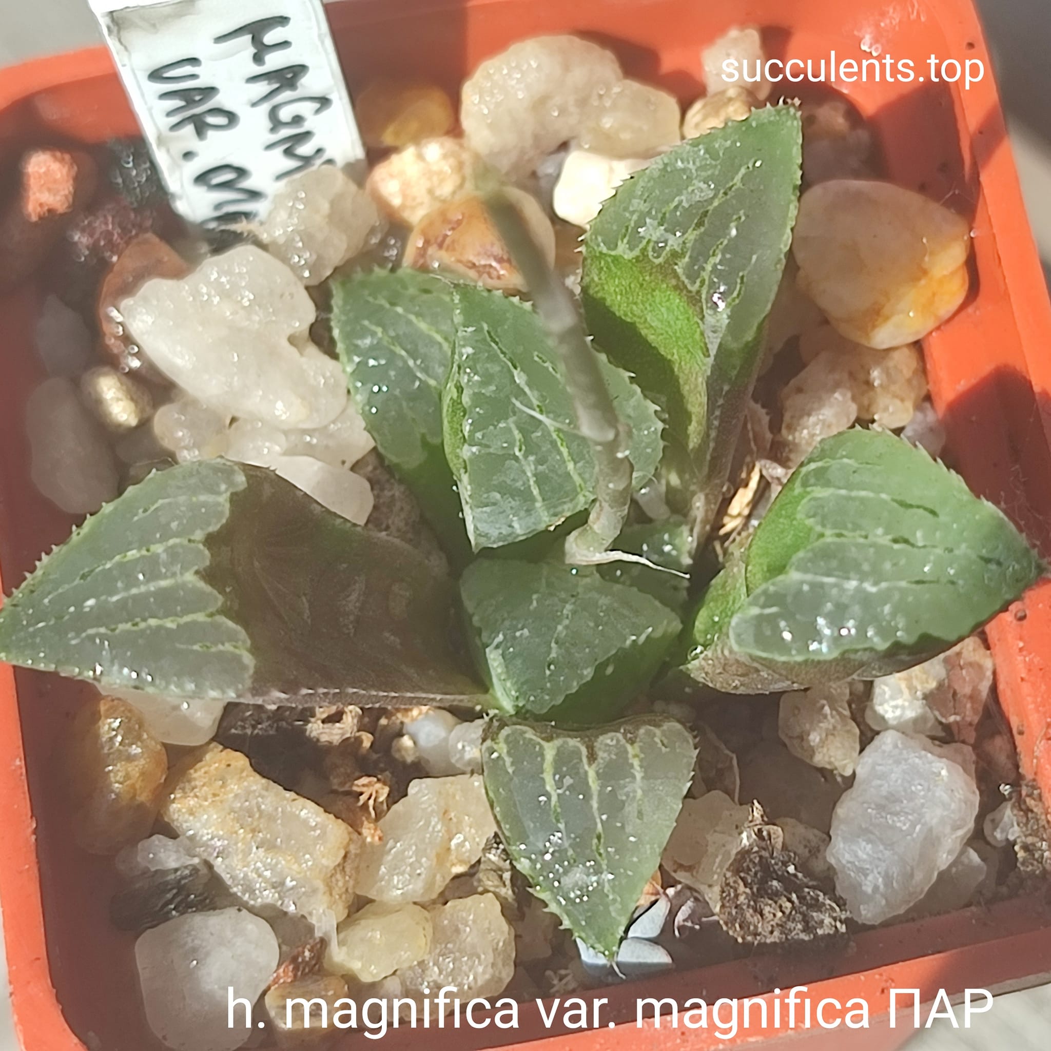 hawirthia magnifica var. magnifica