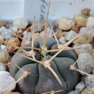 gymnocalycium armatum MS375