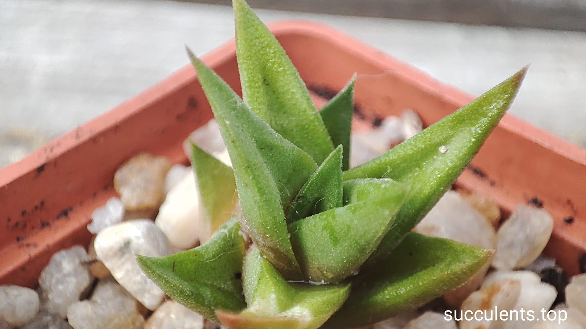 haworthia sp