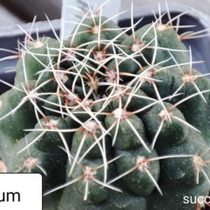 gymnocalycium baldianum (red flower)