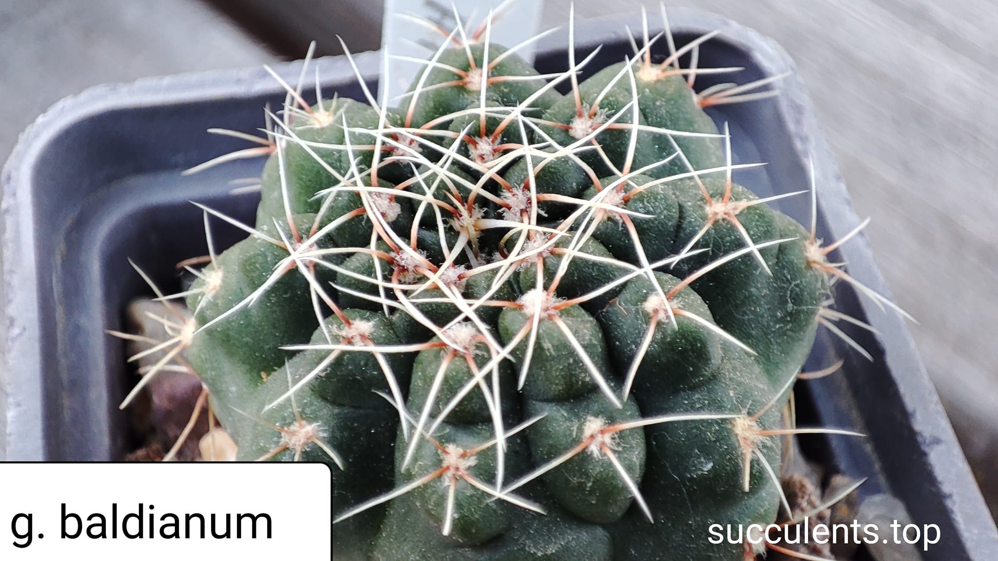 gymnocalycium baldianum (red flower)