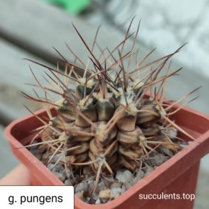 gymnocalycium pungens
