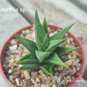 haworthia sp