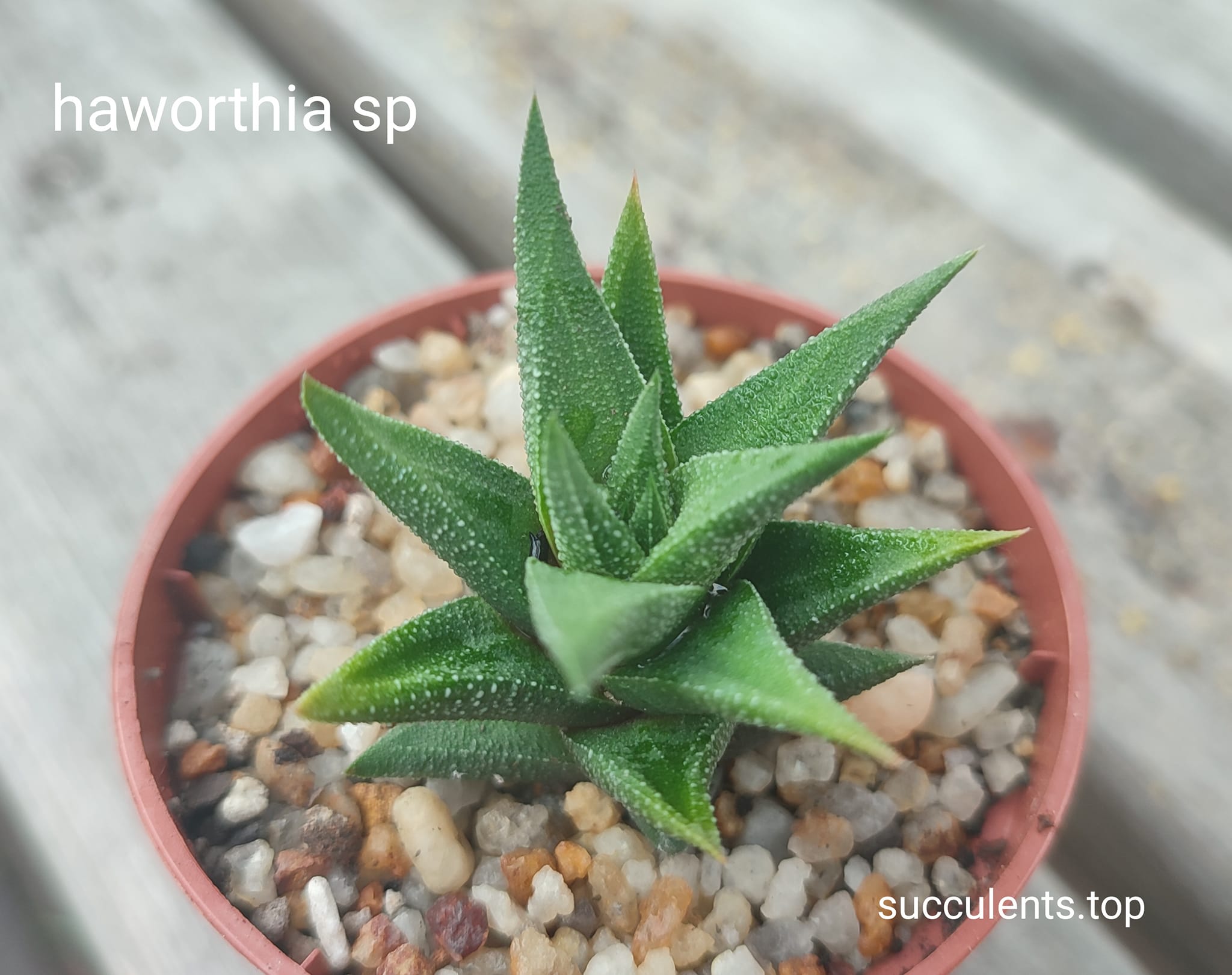 haworthia sp